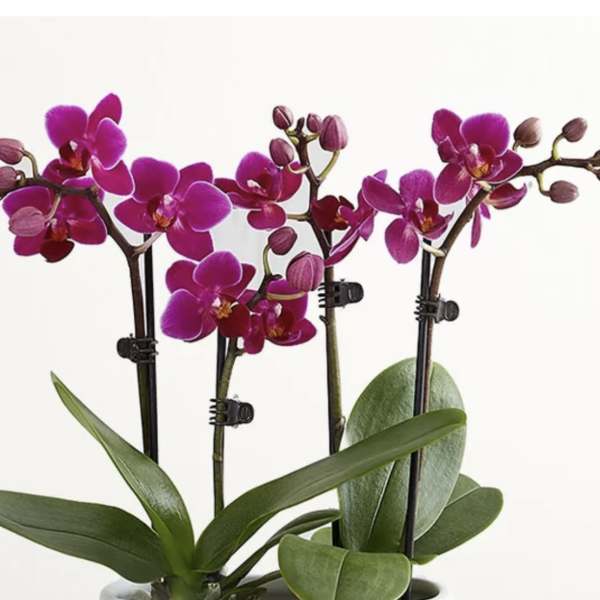 Radiant 4 stems purple orchid