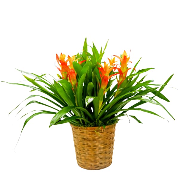 Potted tropical plant with orange blooms in a woven basket