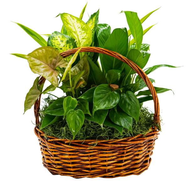 Mixed green houseplants arranged in a wicker basket