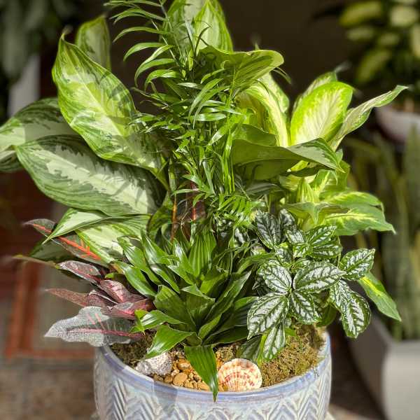 Mixed potted houseplants in a decorative ceramic planter