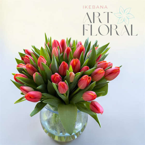 Blush Coral Tulip