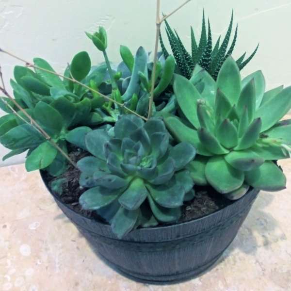 Potted succulent arrangement in a black container