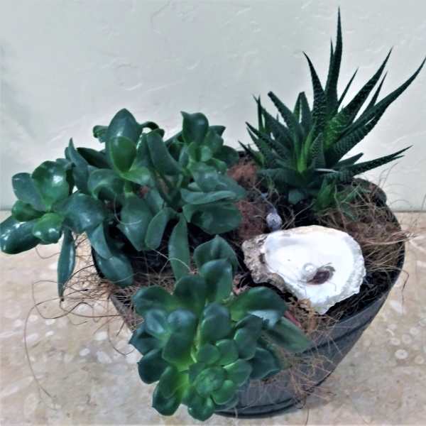 Potted succulent arrangement with a shell accent