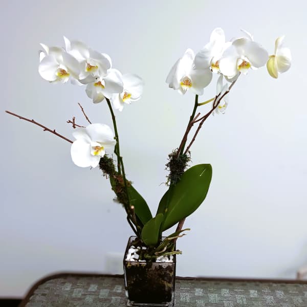 White orchid plant in a square glass vase