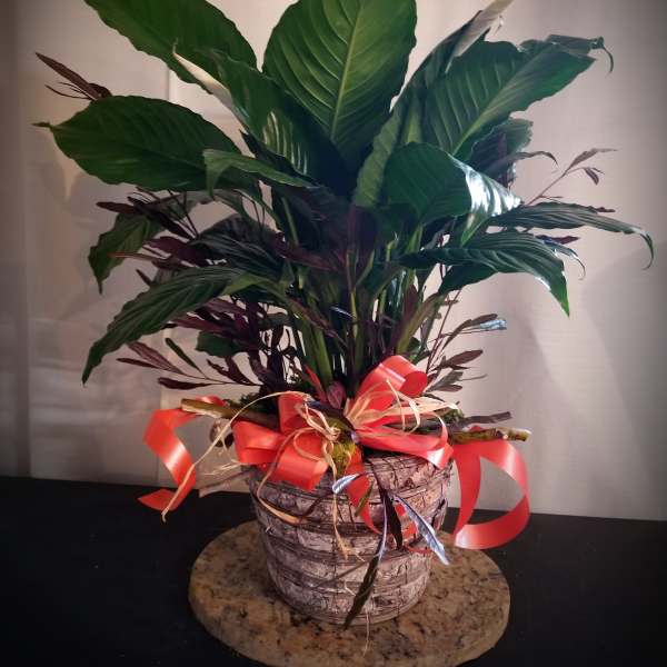 Potted green houseplant with large leaves and a red ribbon bow