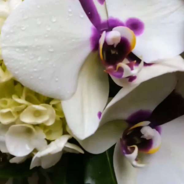 White orchids with purple centers in a floral arrangement