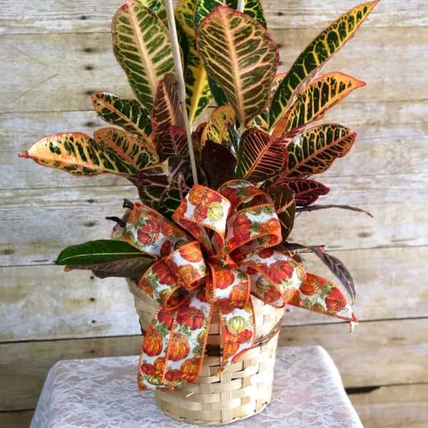 Croton plant in a woven basket with a pumpkin ribbon
