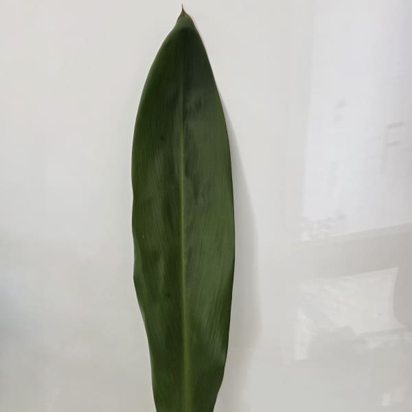 Single large green tropical leaf in a clear glass vase