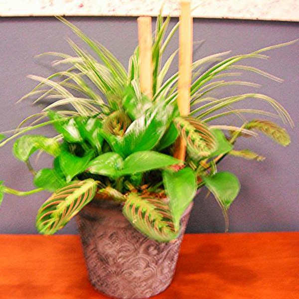 Potted green houseplant in a decorative container