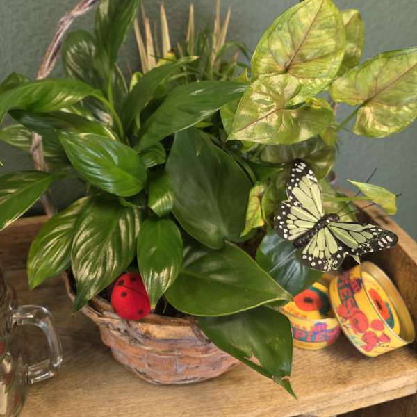Basket of green houseplants with decorative butterfly and ladybug accents