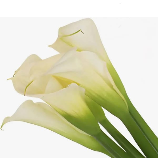 calla lily