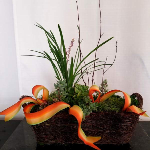 Mixed succulent arrangement in a woven basket with orange ribbon loops