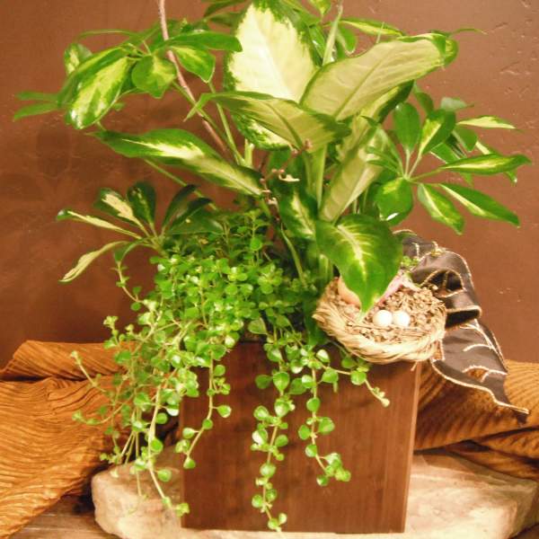 Potted green houseplant arrangement with trailing vines and a small bird nest decoration