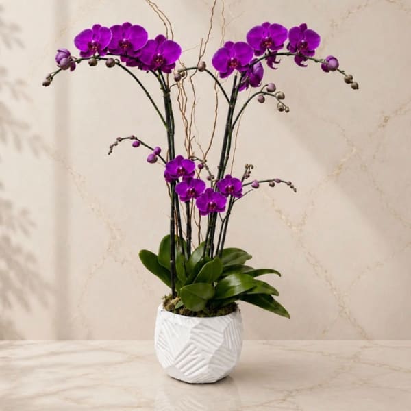 Purple orchids in a white textured pot