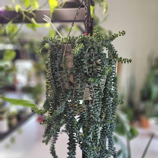 Donkey tail