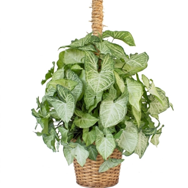 Potted arrowhead plant in a woven basket with a rope-wrapped support pole