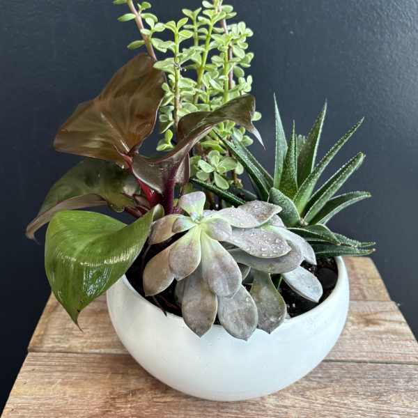Mixed succulent plants in a white ceramic bowl planter