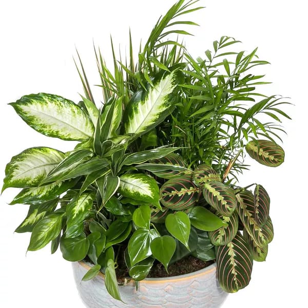 Large Dish Garden Plant