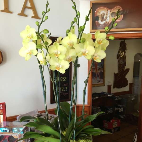 Yellow Delight
