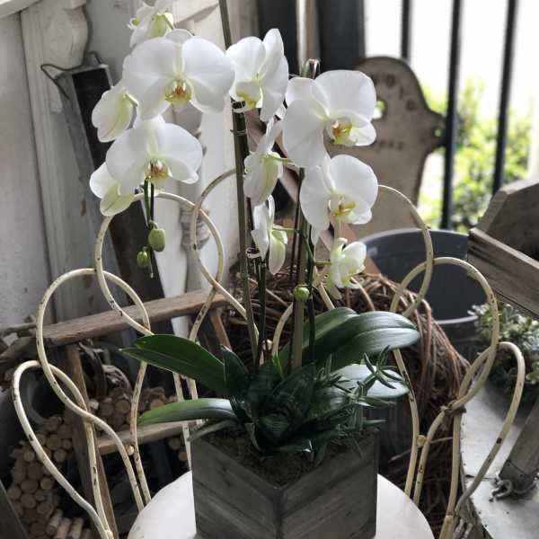White orchids arranged in a square planter on a table