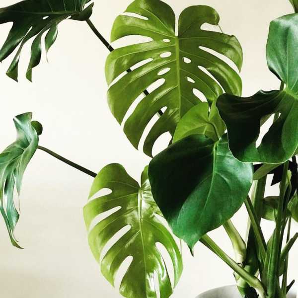 Split Leaf Philodendron