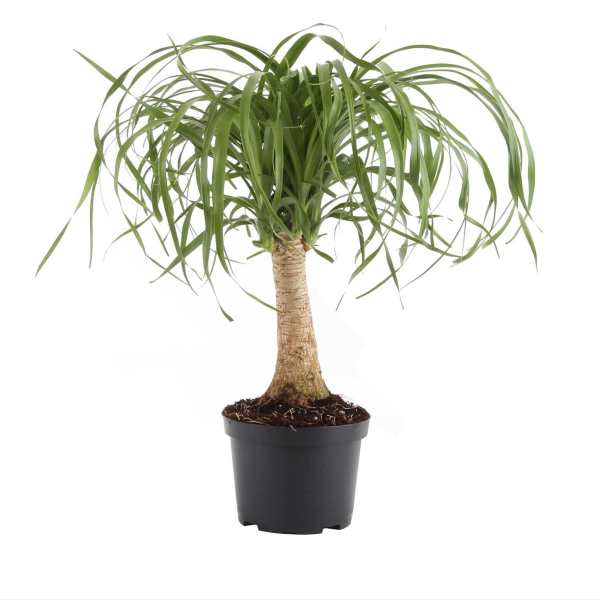 Potted ponytail palm plant with a thick trunk and long arching leaves