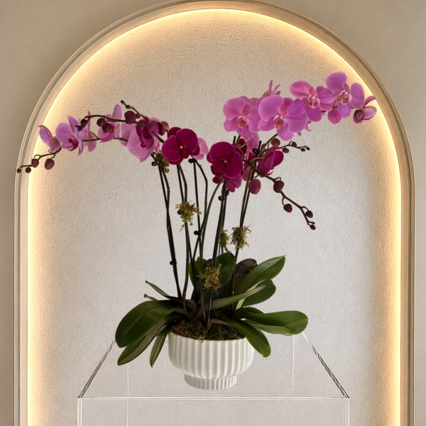 Orchid Garden