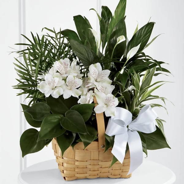 Basket arrangement with white flowers and lush green plants, tied with a white ribbon
