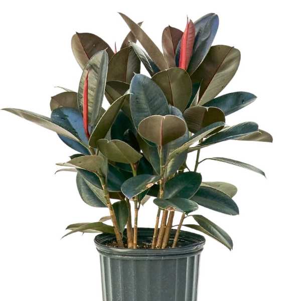 Large Rubber Tree Plant