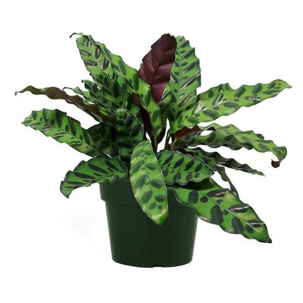 Rattlesnake Calathea