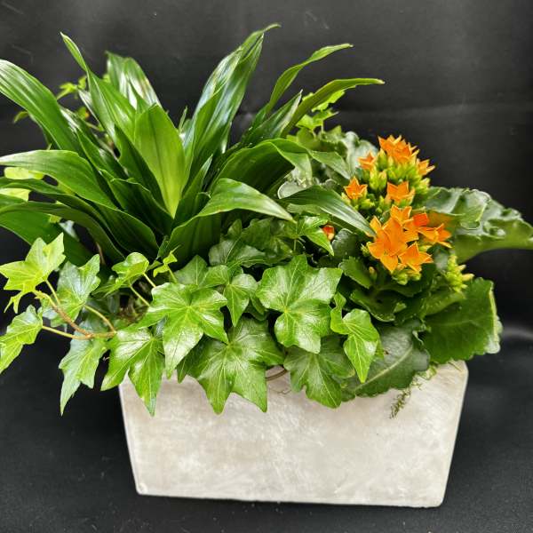 Mixed green potted plants with orange flowers in a rectangular planter