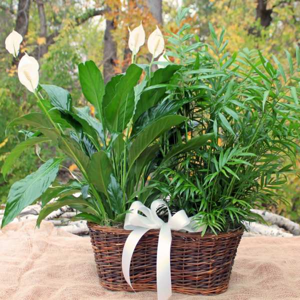 Double Plant Basket