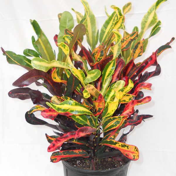Potted croton plant with multicolored red, yellow, and green leaves