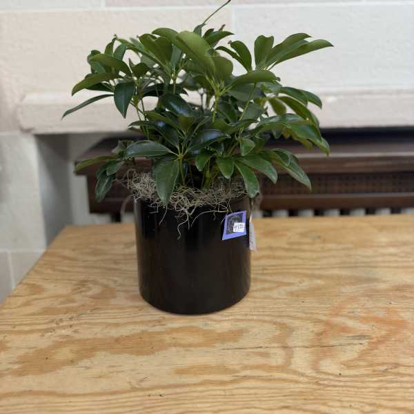 Potted green houseplant in a black container on a wooden table