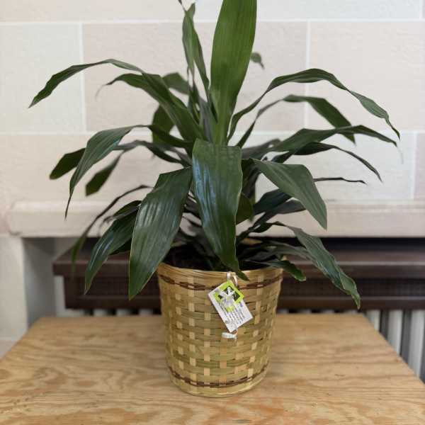 Potted green houseplant in a woven basket planter