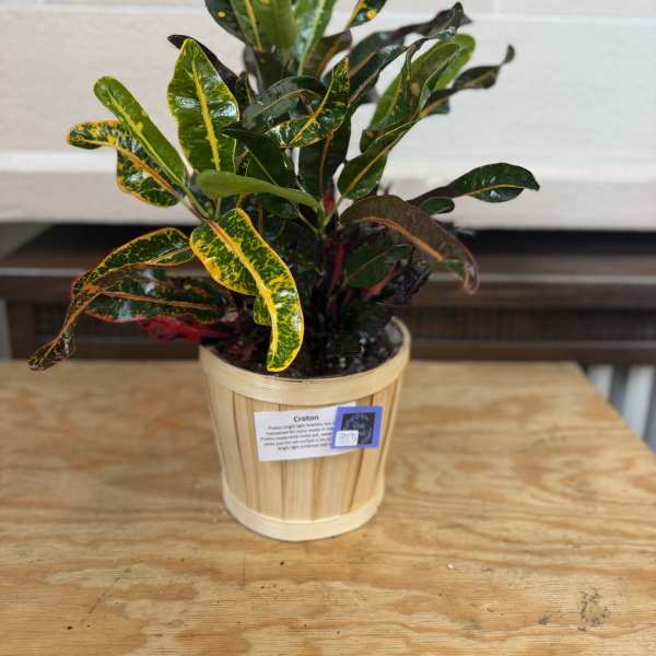 Potted croton plant with variegated green, yellow, and red leaves