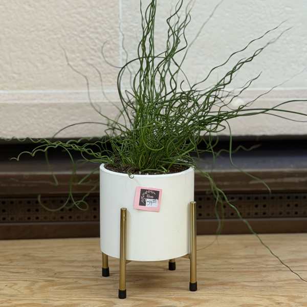 Corkscrew Plant