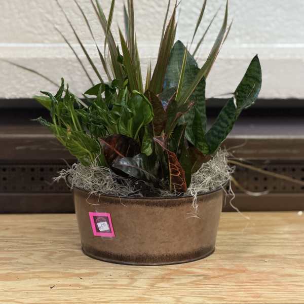 Copper Tin Dishgarden