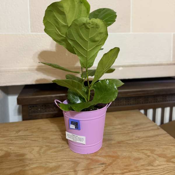 Potted fiddle leaf fig plant in a pink metal bucket