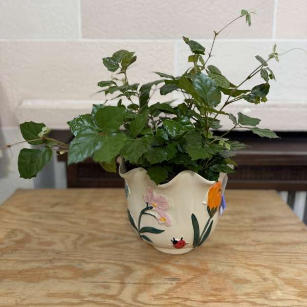 Potted green plant in a decorative ceramic pot