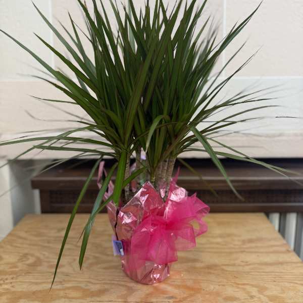 Potted dracaena plant wrapped with pink foil and ribbon