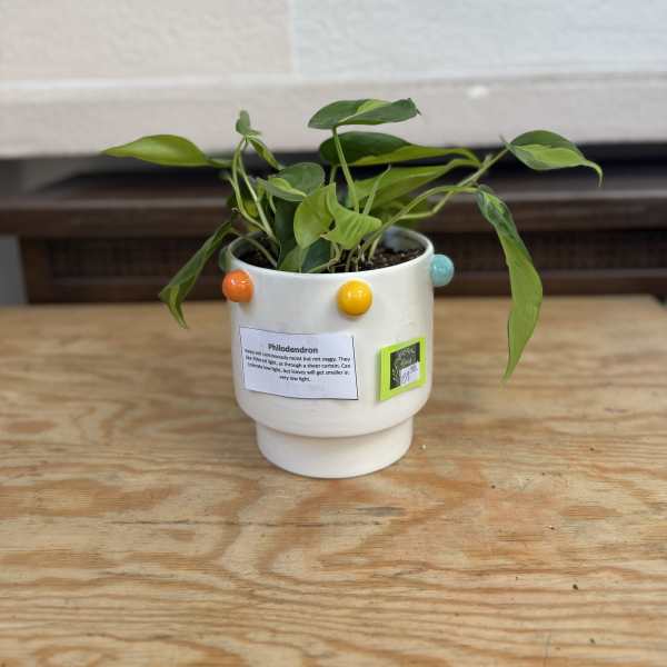 Small potted philodendron in a white ceramic pot with colorful dots