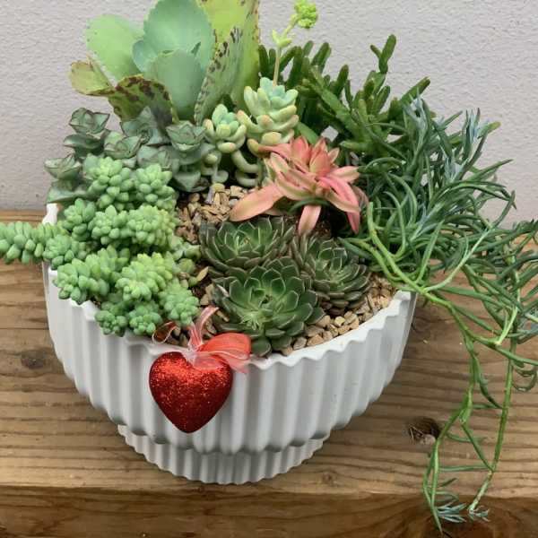 Succulent arrangement in a white ribbed pot with a red heart ornament