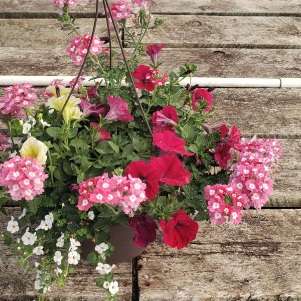 Hanging basket of pink and red flowers with white blooms
