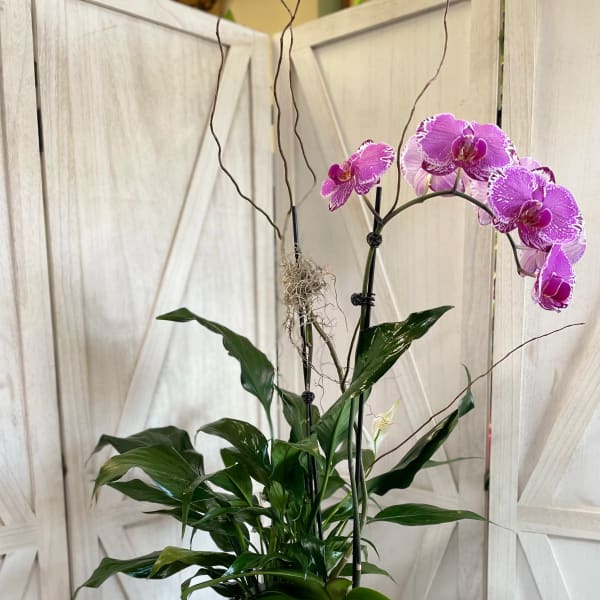 Purple Orchid
