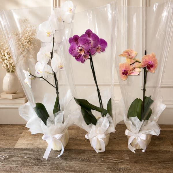 Three potted orchid plants wrapped in white paper with ribbon