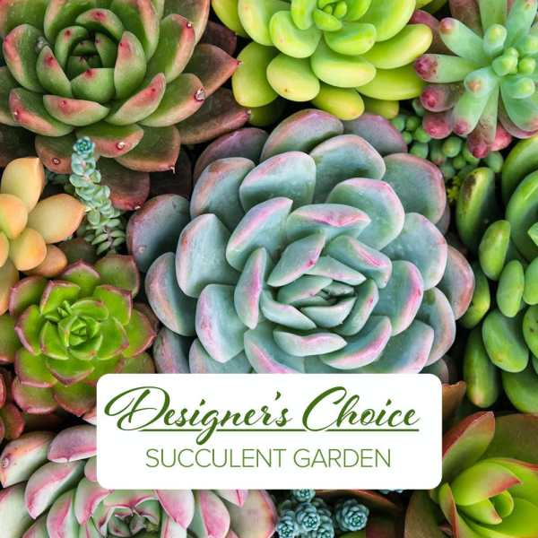 Assorted colorful succulents arranged in a dense garden display