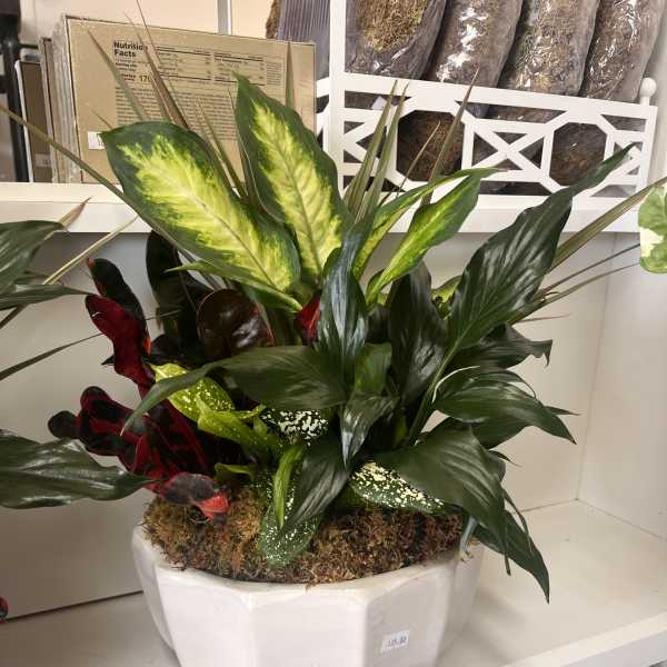 Mixed potted tropical foliage arrangement in a white planter