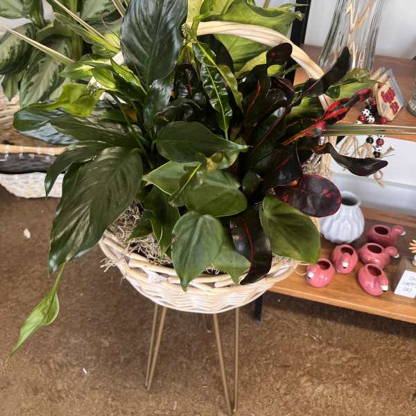 Mixed tropical foliage arrangement in a white basket