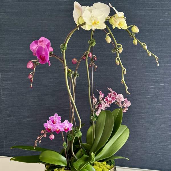 Garden Orchid